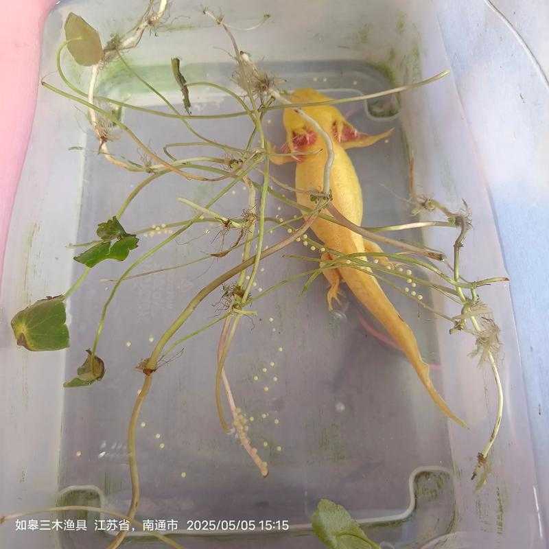 摩尔庄园里神秘六角龙究竟要在什么条件下才会悄然出现呢？